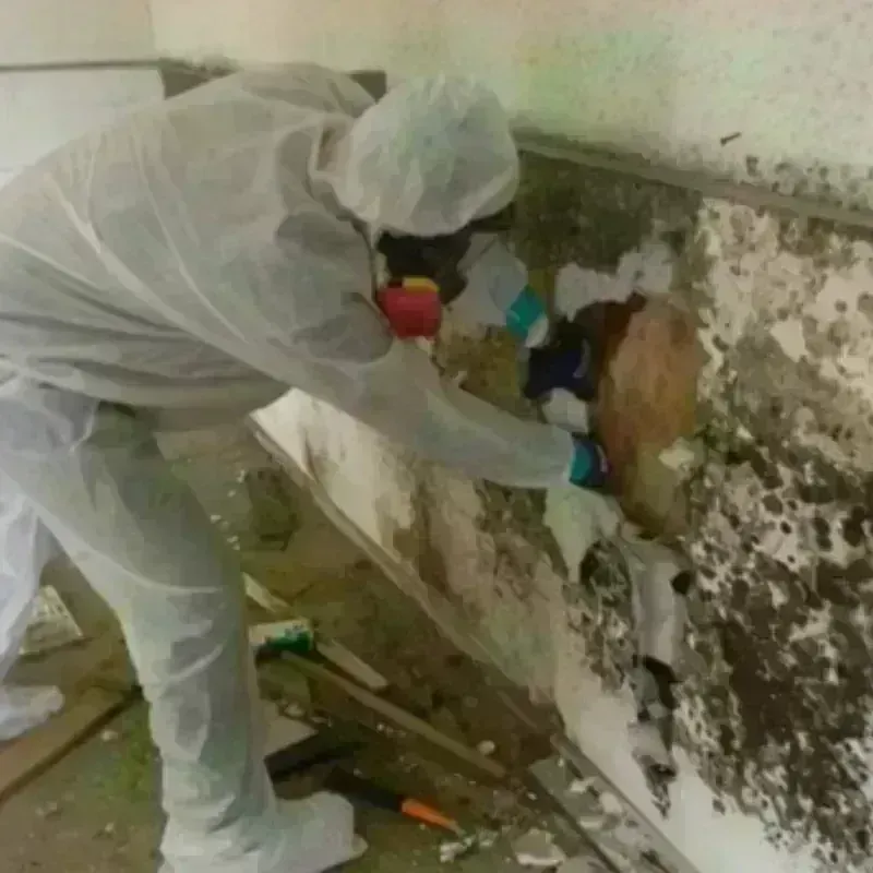 Mold Remediation and Removal in Maynard, MA